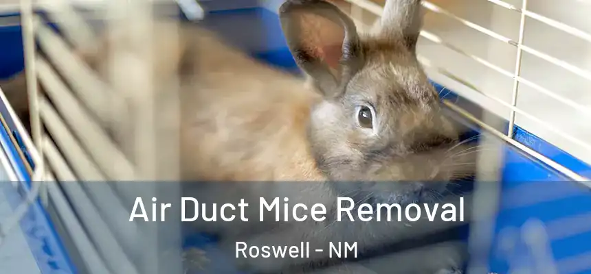  Air Duct Mice Removal Roswell - NM